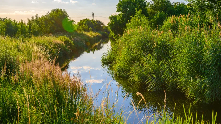 Bachlauf am Stadtrand. Am Ufer wächst üppiges Grün. 